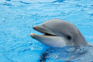 Lanikai Dolphin photo